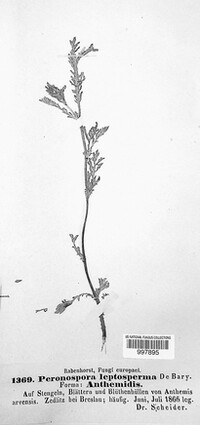 Peronospora leptosperma image